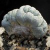 Lophophora_sp_forma_mostruosa